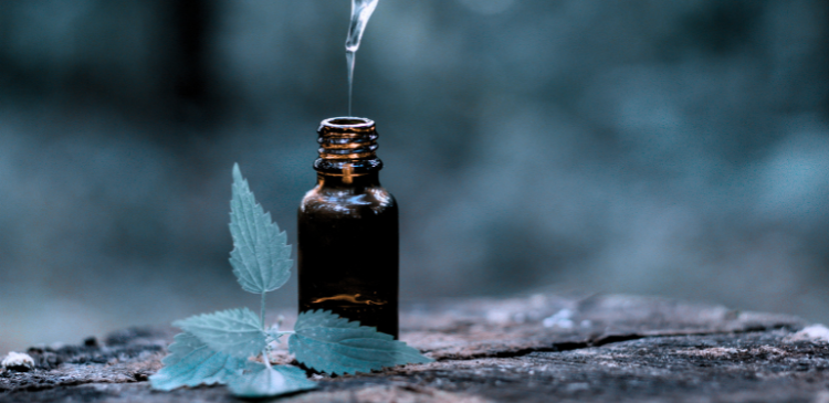 SEDES - NOTÍCIAS